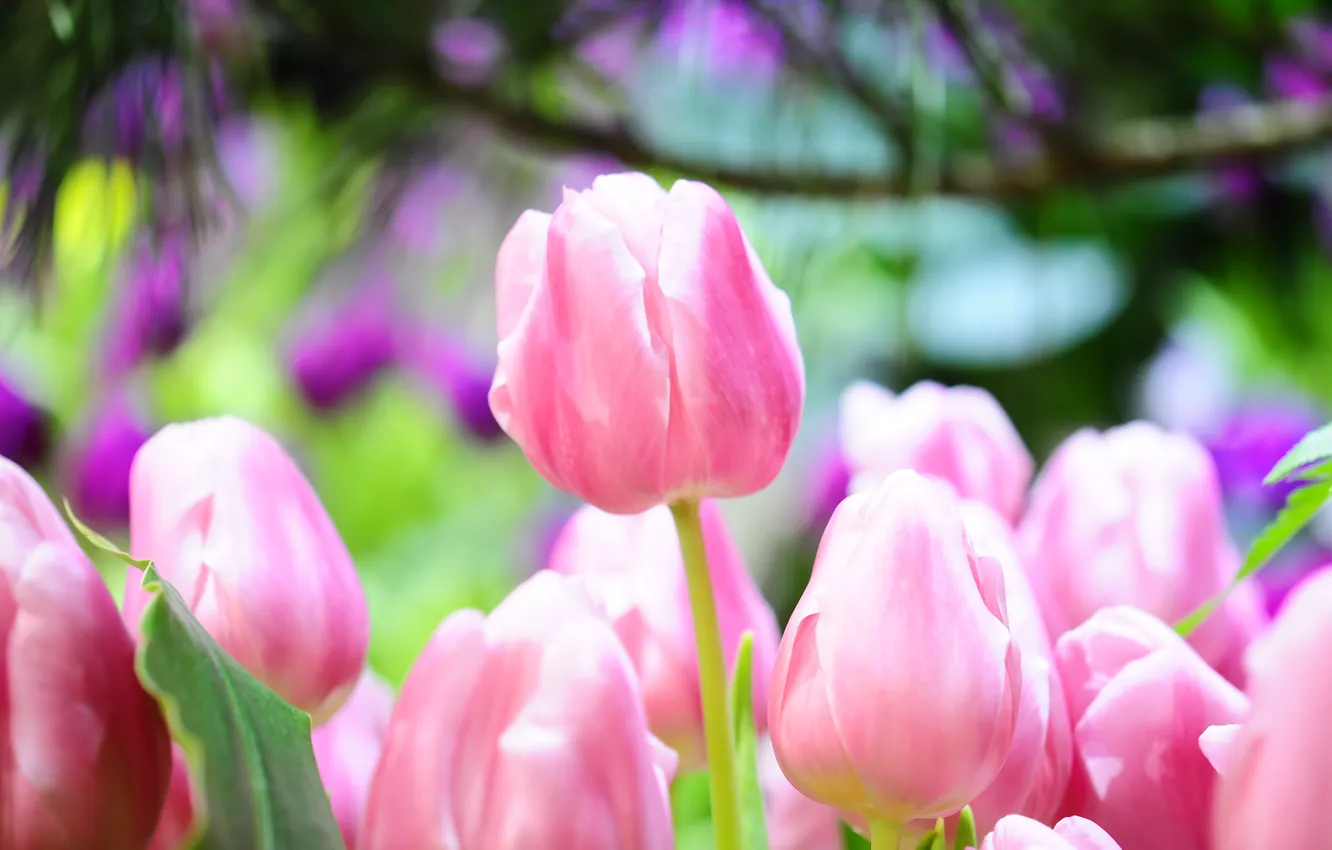 Photo wallpaper macro, pink, spring, tulips, bright, buds