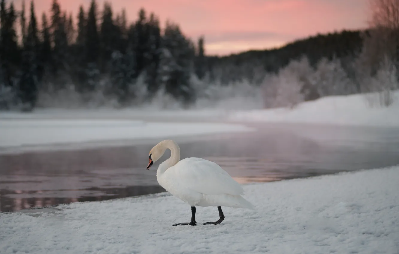 Photo wallpaper winter, frost, forest, white, snow, fog, bird, morning
