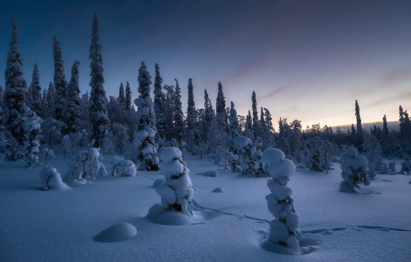 Photo wallpaper snow, trees, landscape, nature, ate, national Park, Karelia, Andrey Baskevich