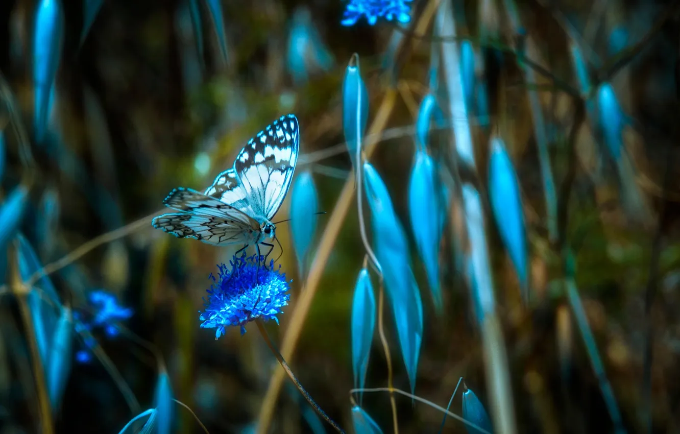 Photo wallpaper microsemi, wings, Butterfly, insect, beautiful, closeup