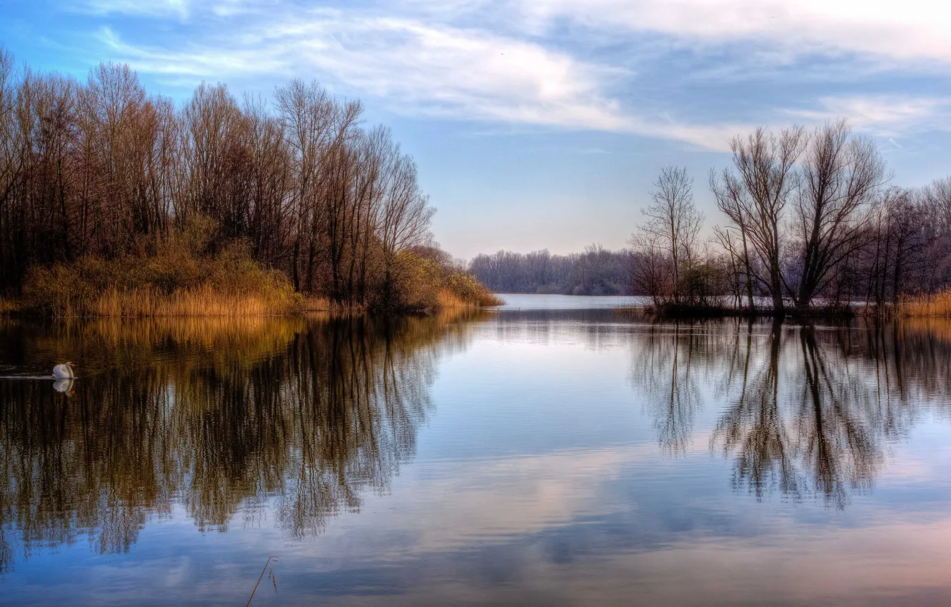 Photo wallpaper forest, lake, calm, swans