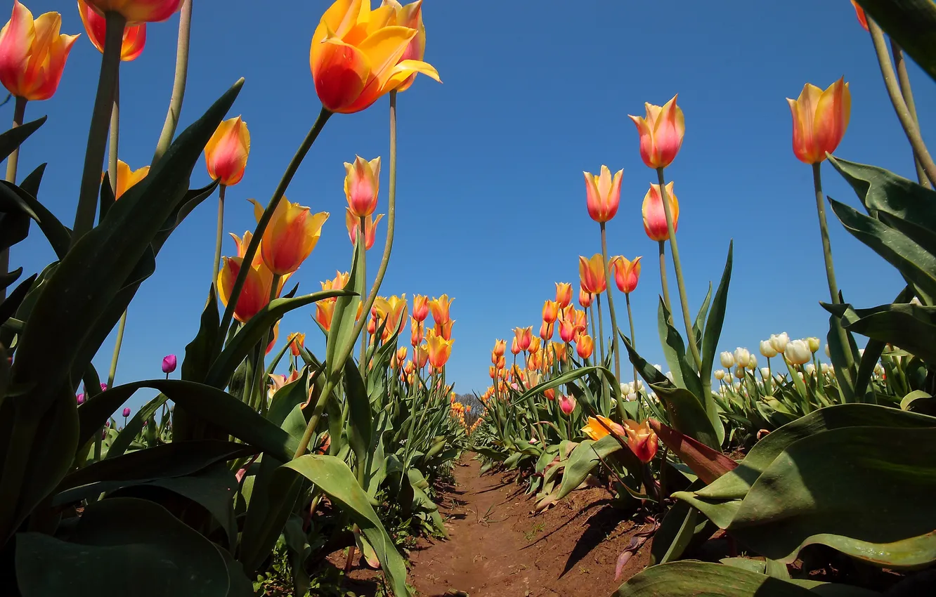Photo wallpaper field, the sky, leaves, the sun, tulips, the beds