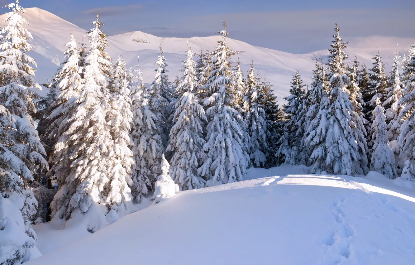 Photo wallpaper winter, forest, snow, mountains, traces, the snow, tree
