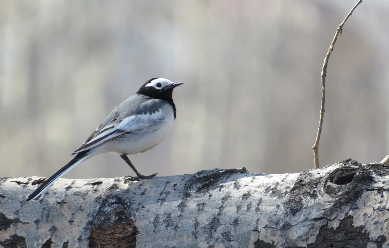 Photo wallpaper bird, spring, tryasoguzka