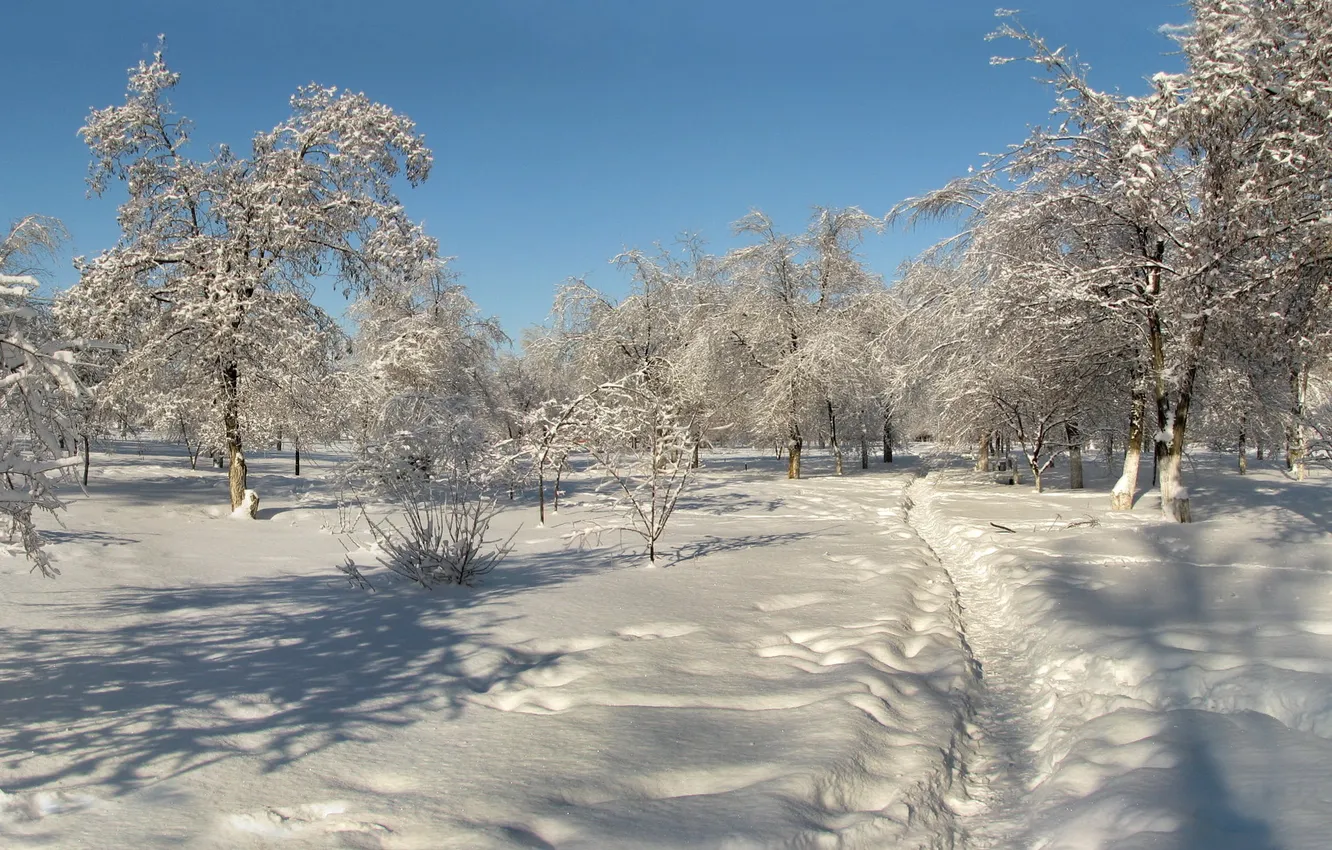 Photo wallpaper winter, snow, trees, landscape