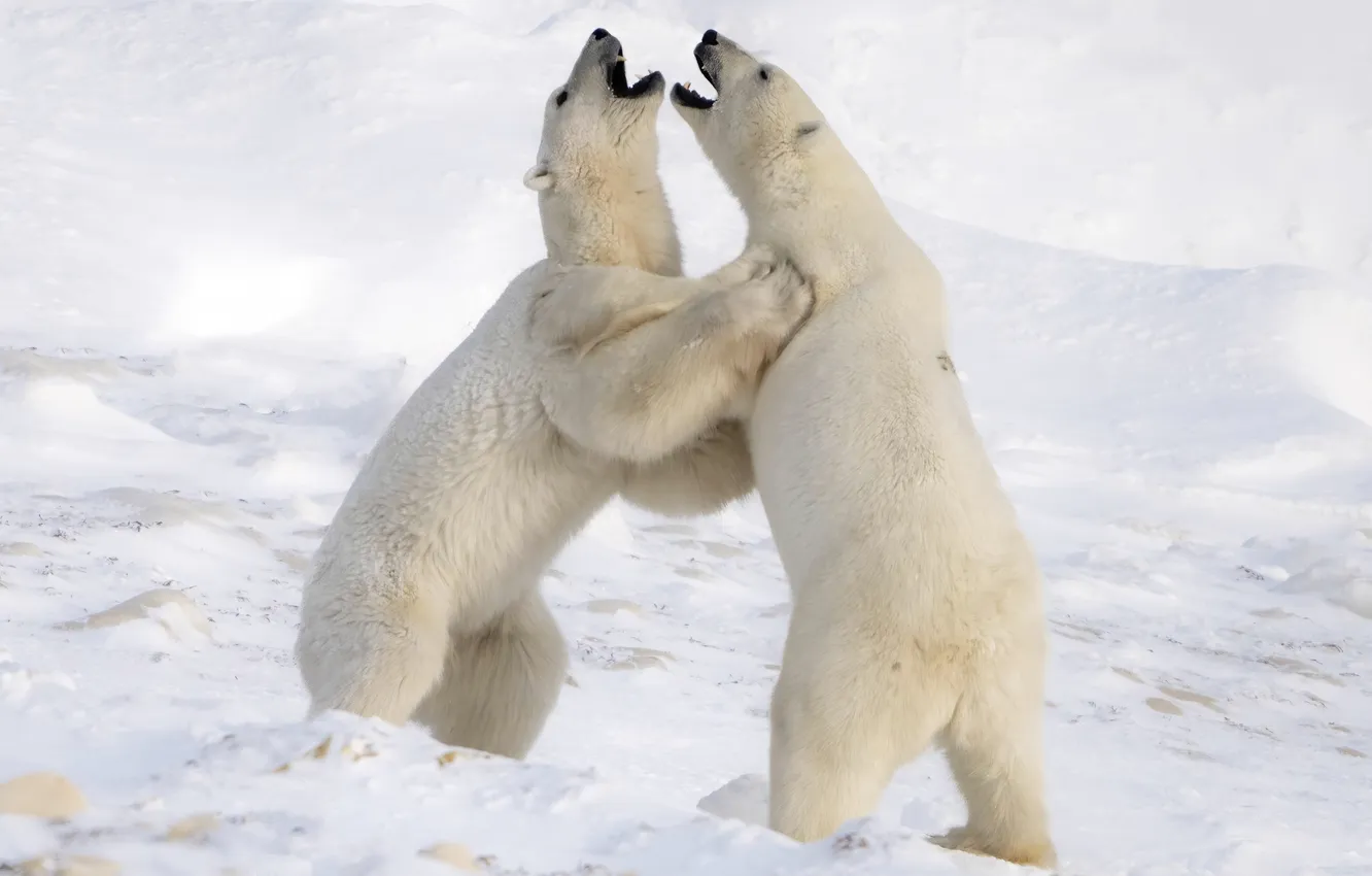 Photo wallpaper winter, snow, nature, polar bear, polar bears
