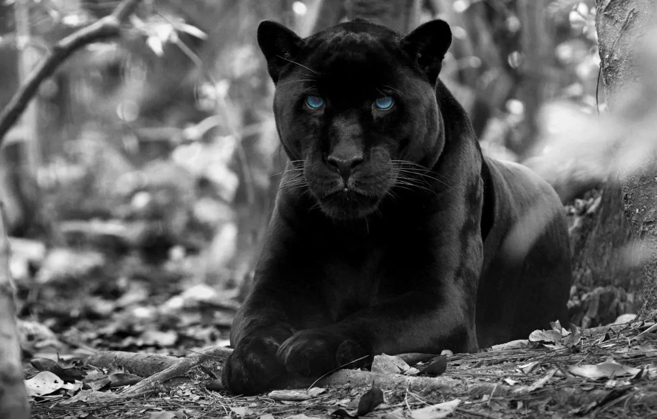 Photo wallpaper forest, animals, blue eyes, black and white, wildlife, Black Panther