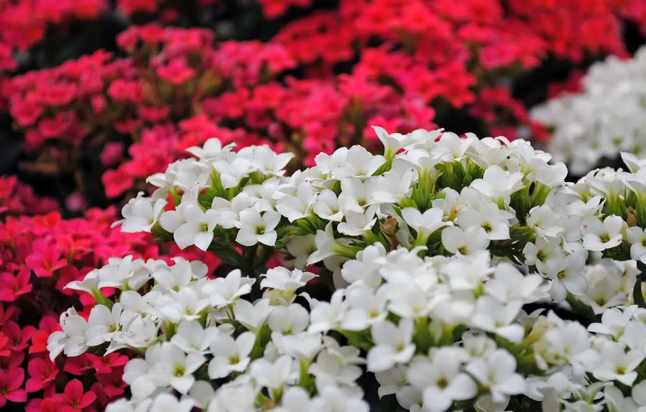 Photo wallpaper flowers, bokeh, bokeh, Red flowers, White flowers, Kalanchoe