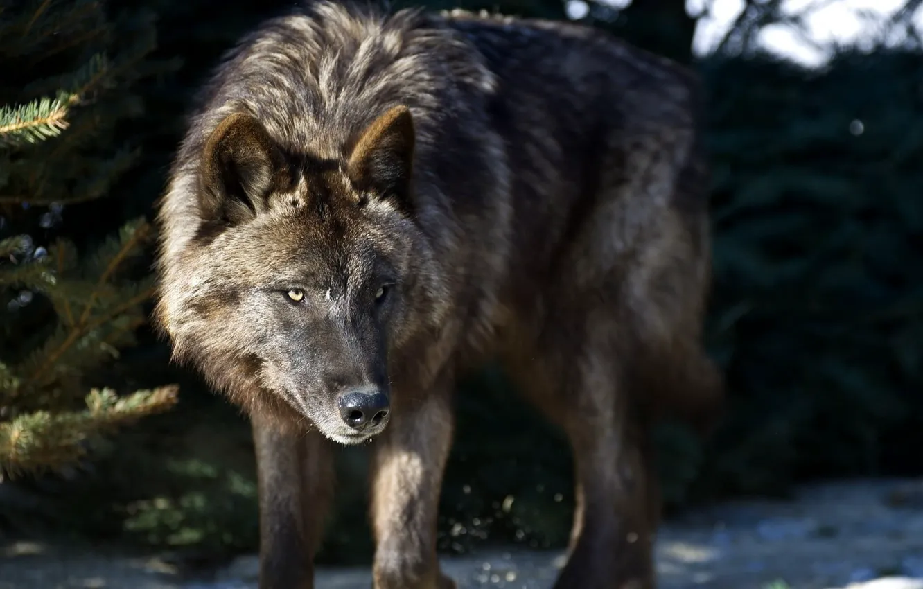 Photo wallpaper animal themes, animals in the wild, one animal, animal wildlife, brown wolf