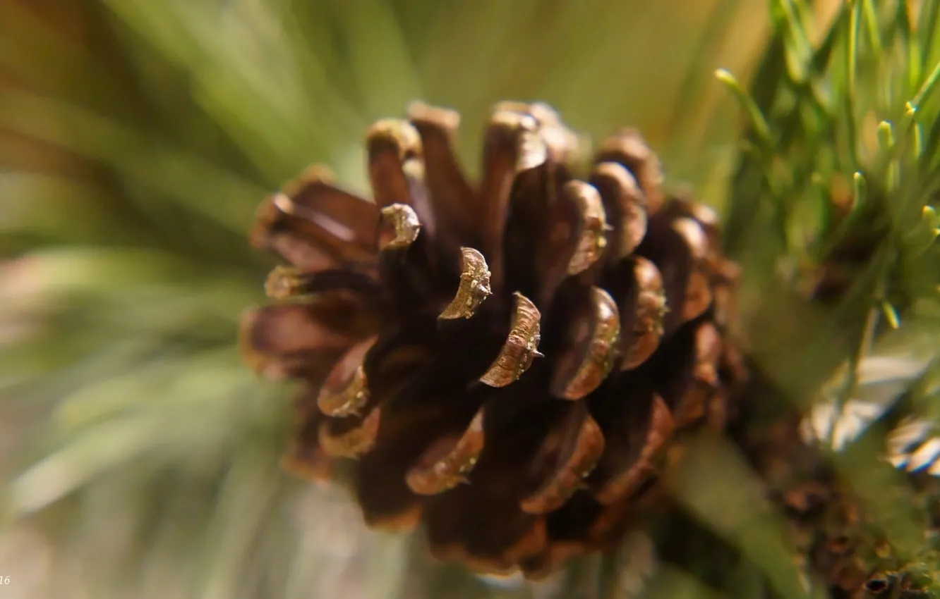 Photo wallpaper pine, twig, cone