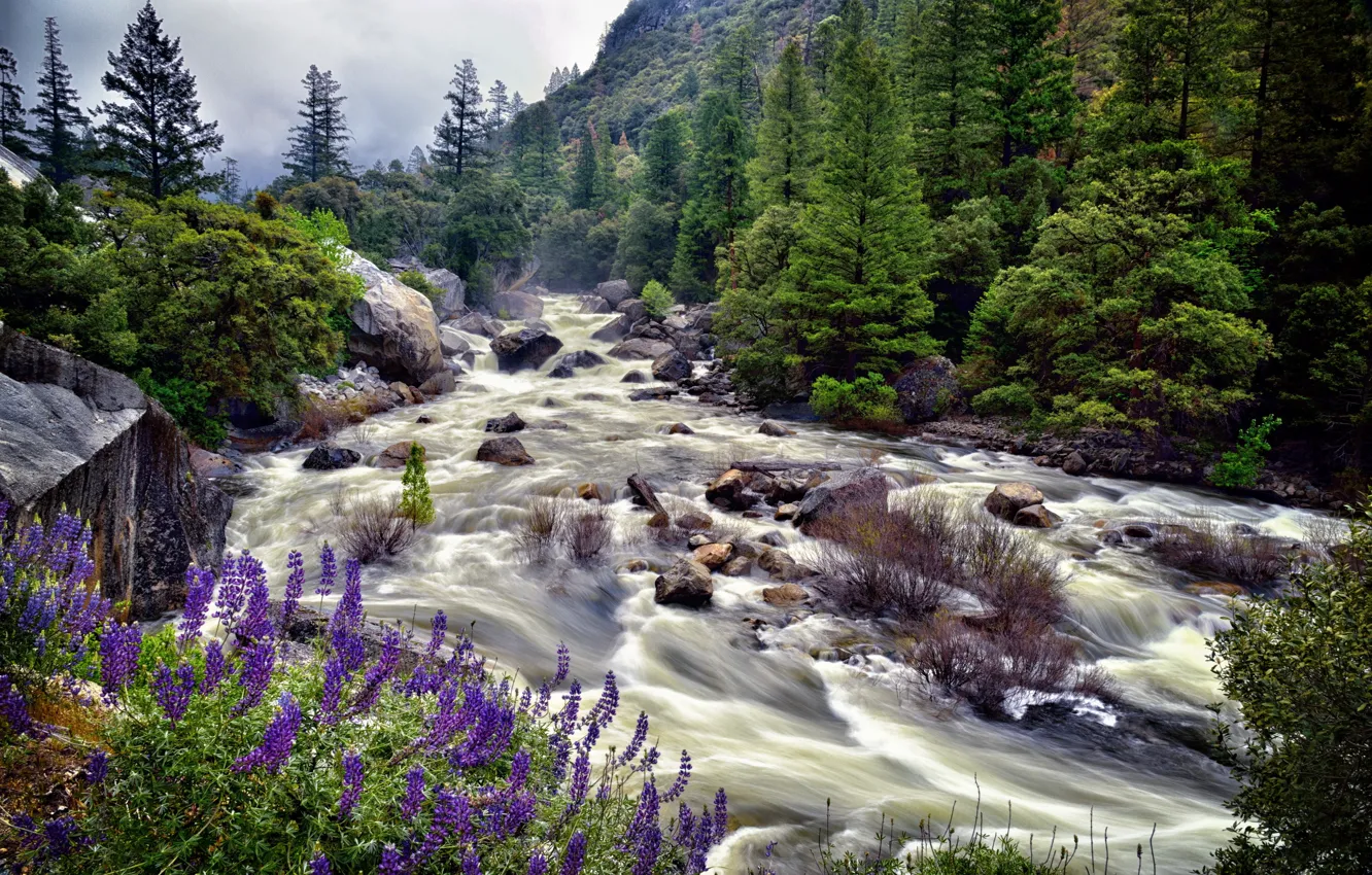 Photo wallpaper summer, flowers, river, nature