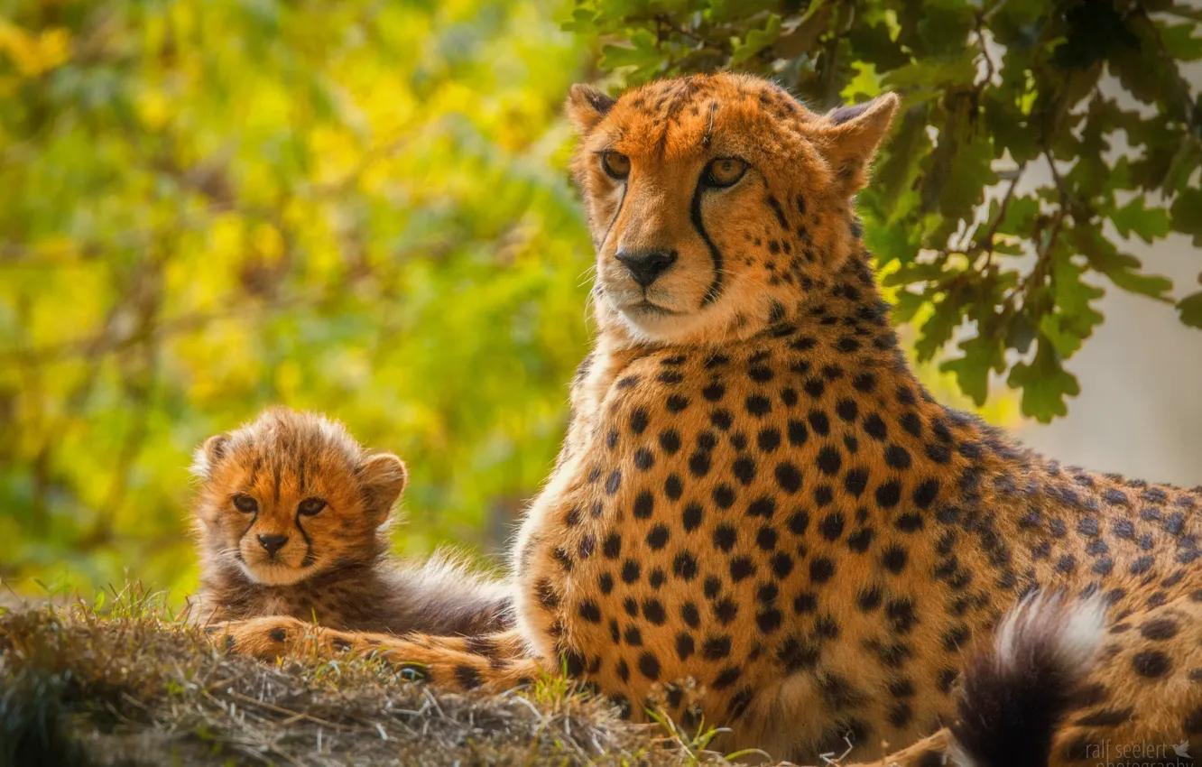 Photo wallpaper predator, baby, Cheetah, mom