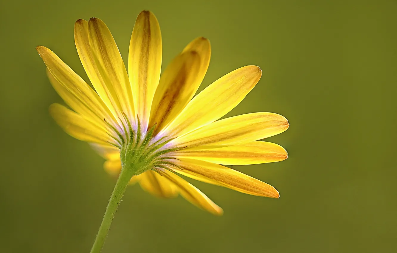 Photo wallpaper nature, petals, stem, gerbera