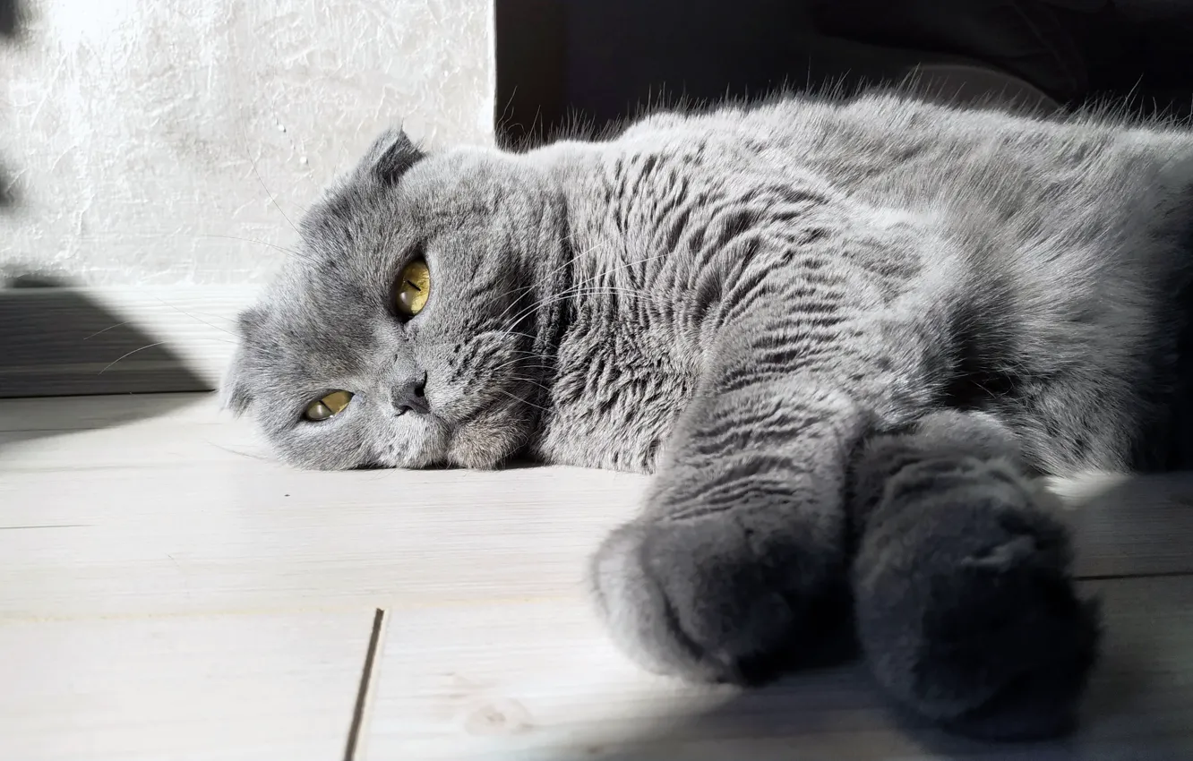 Photo wallpaper grey, eyes, sun, gray, laying, Scottish Fold