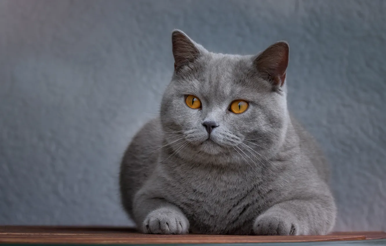 Photo wallpaper cat, cat, look, face, background, portrait, lies, grey