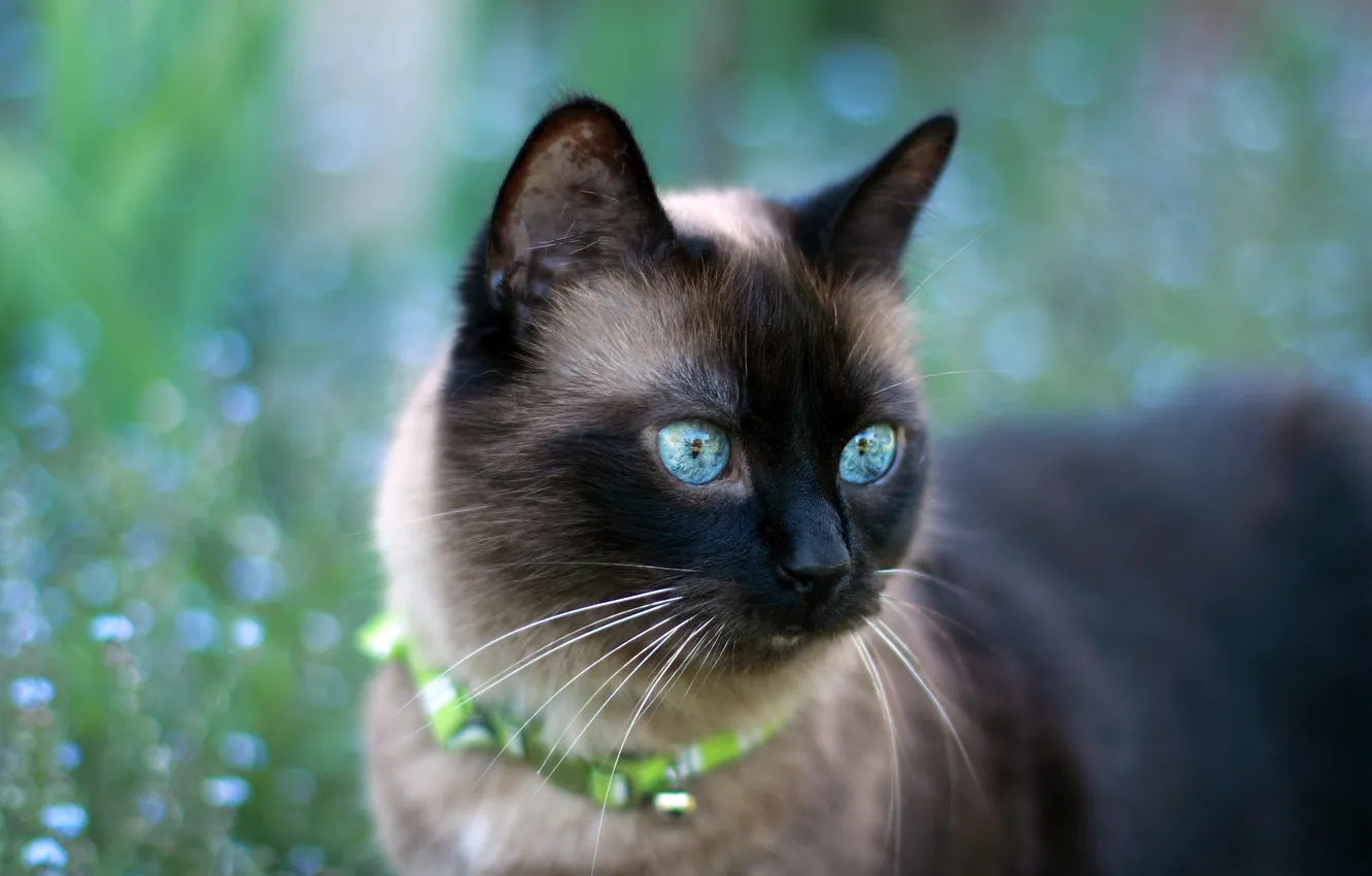 Photo wallpaper cat, cat, look, pose, portrait, blue eyes, face, bokeh