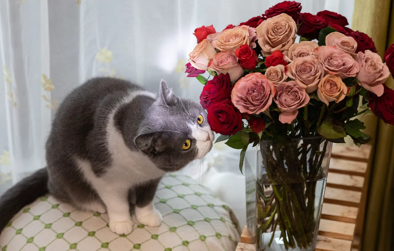 Photo wallpaper cat, cat, look, light, flowers, red, pose, roses