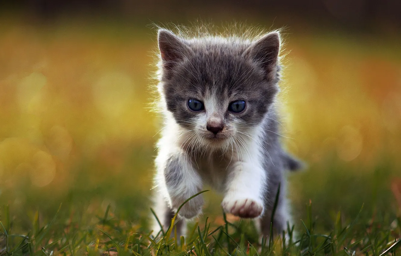 Photo wallpaper cat, grass, look, pose, glade, running, kitty, face