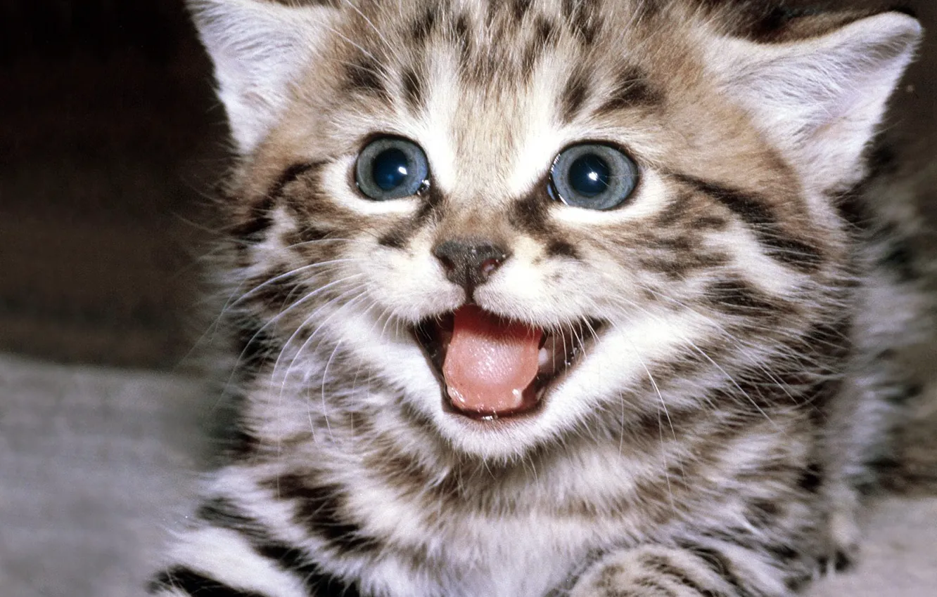 Photo wallpaper cat, kitty, the beauty