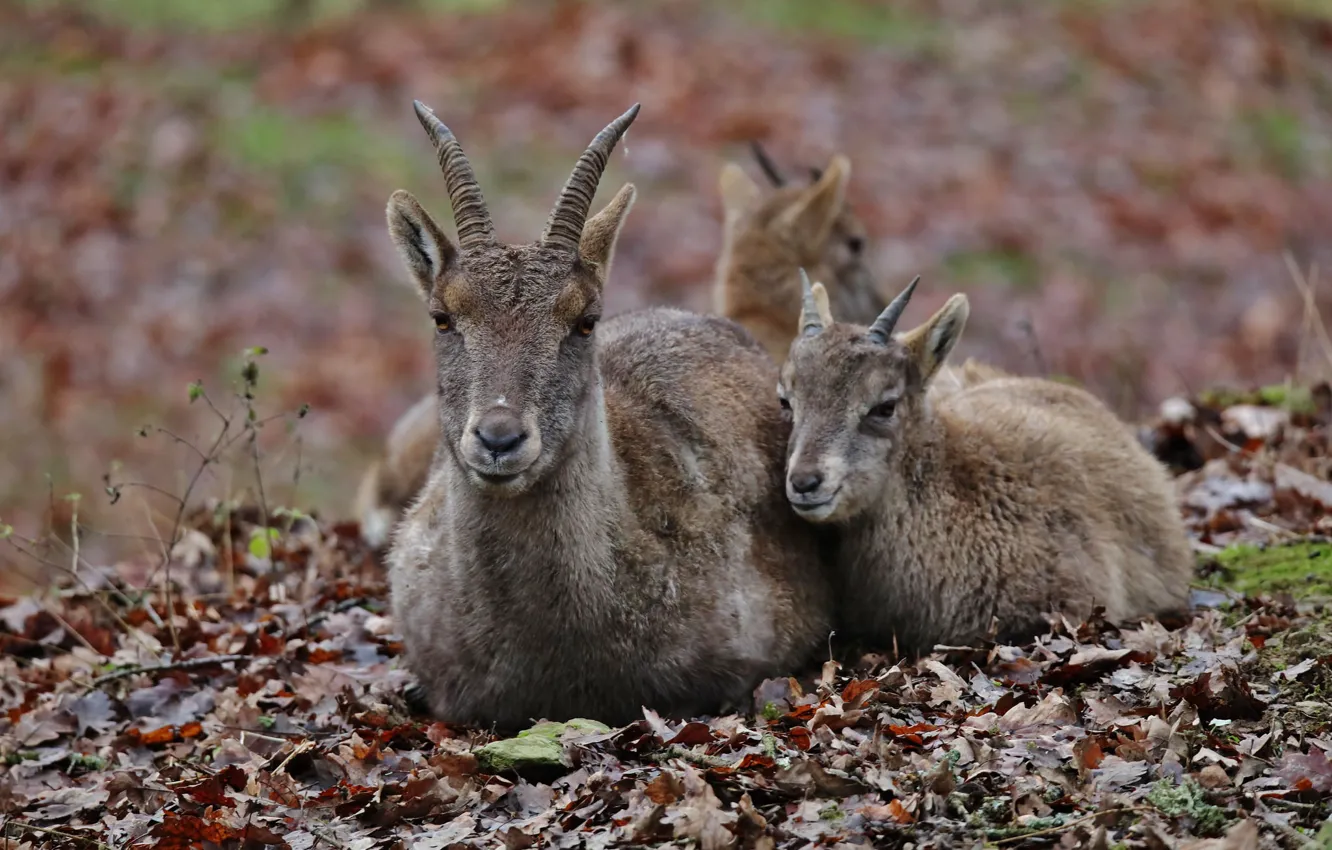 Photo wallpaper nature, animal, stay, goat