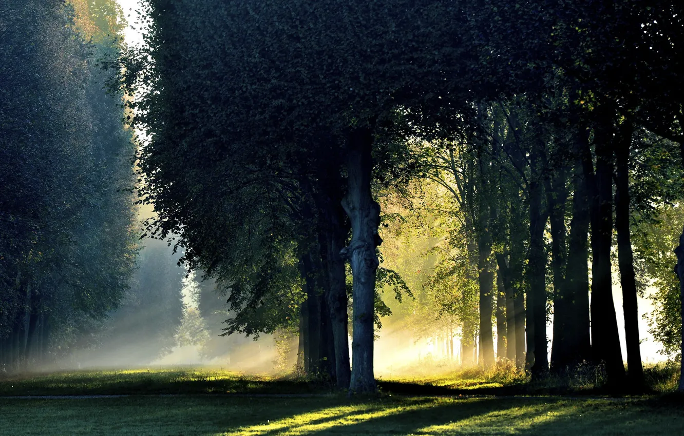 Photo wallpaper autumn, forest, light, fog, October, morning