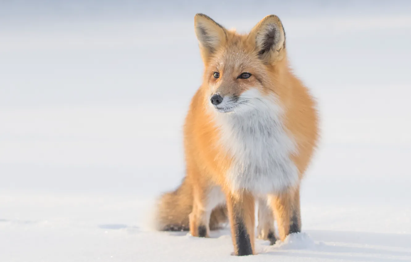 Photo wallpaper winter, look, face, snow, nature, pose, Fox, the snow