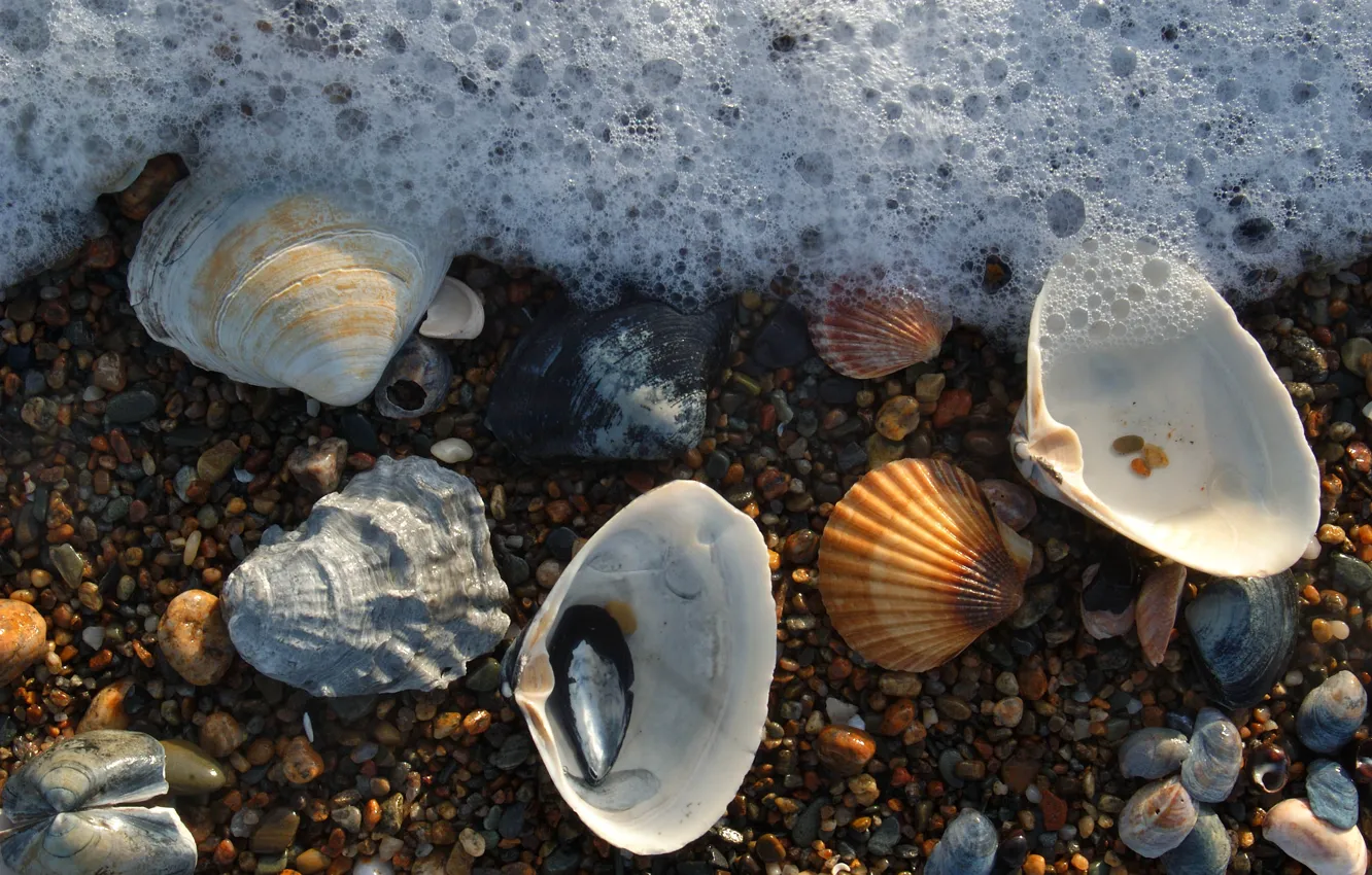Photo wallpaper foam, shell, sea, stones