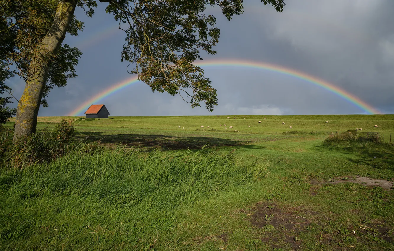 Photo wallpaper photo, home, rainbow, meadow, Netherlands, Kreileroord