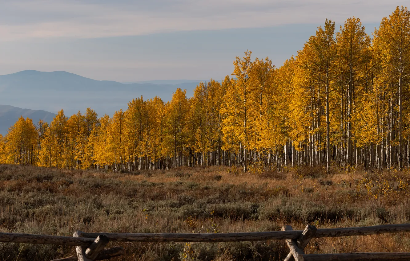 Photo wallpaper field, autumn, forest, fence