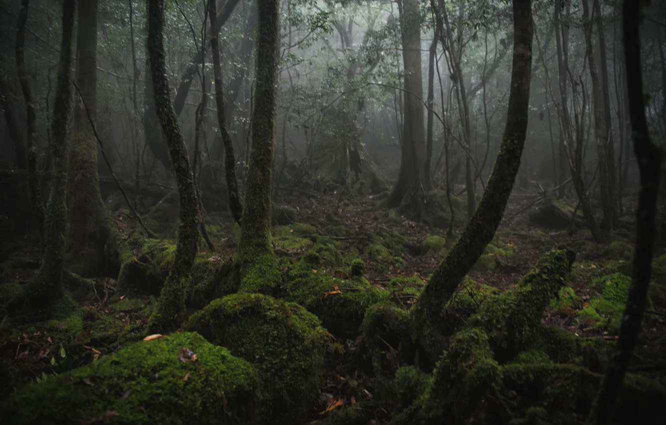 Photo wallpaper forest, trees, nature, moss, Japan, the Yakushima island
