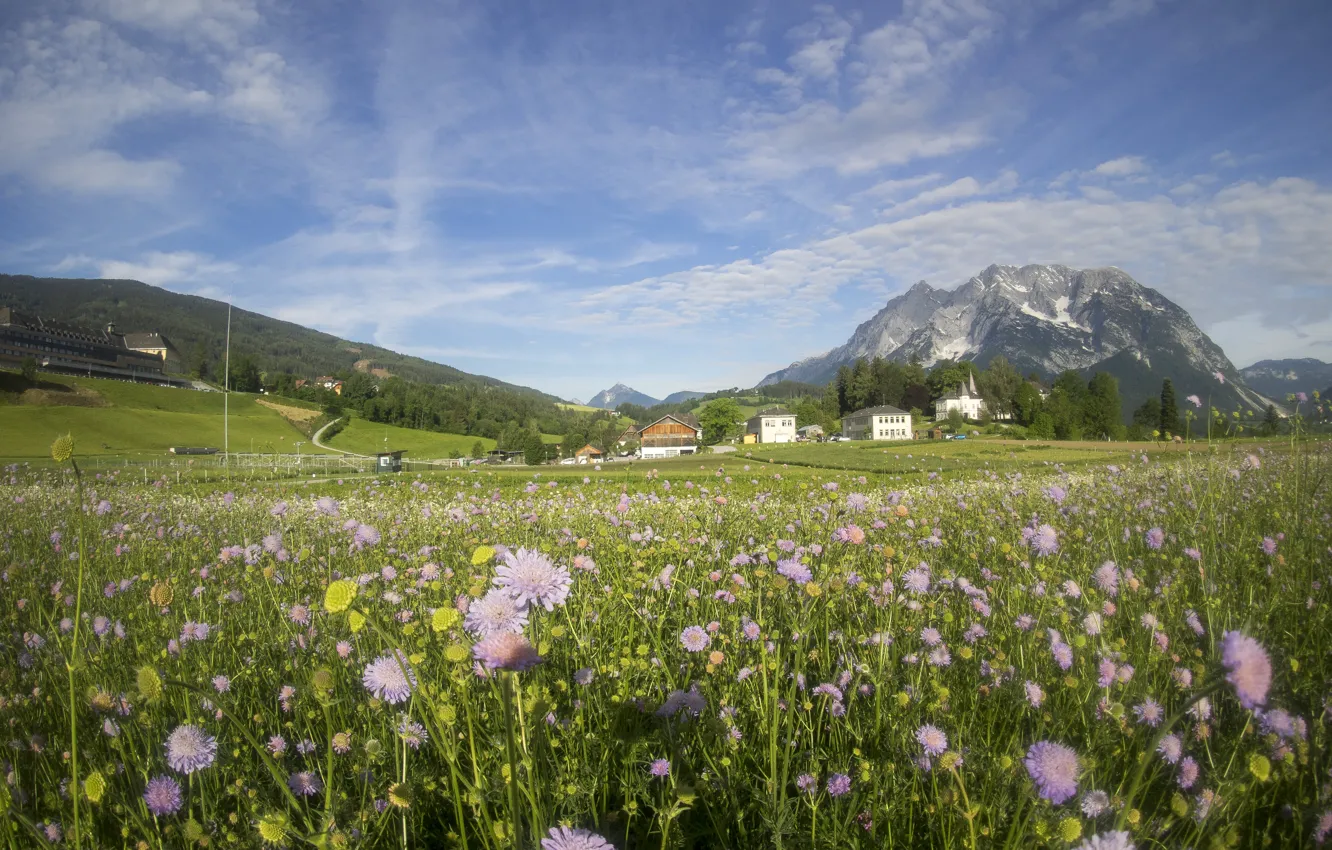 Photo wallpaper field, landscape, flowers, nature, meadow