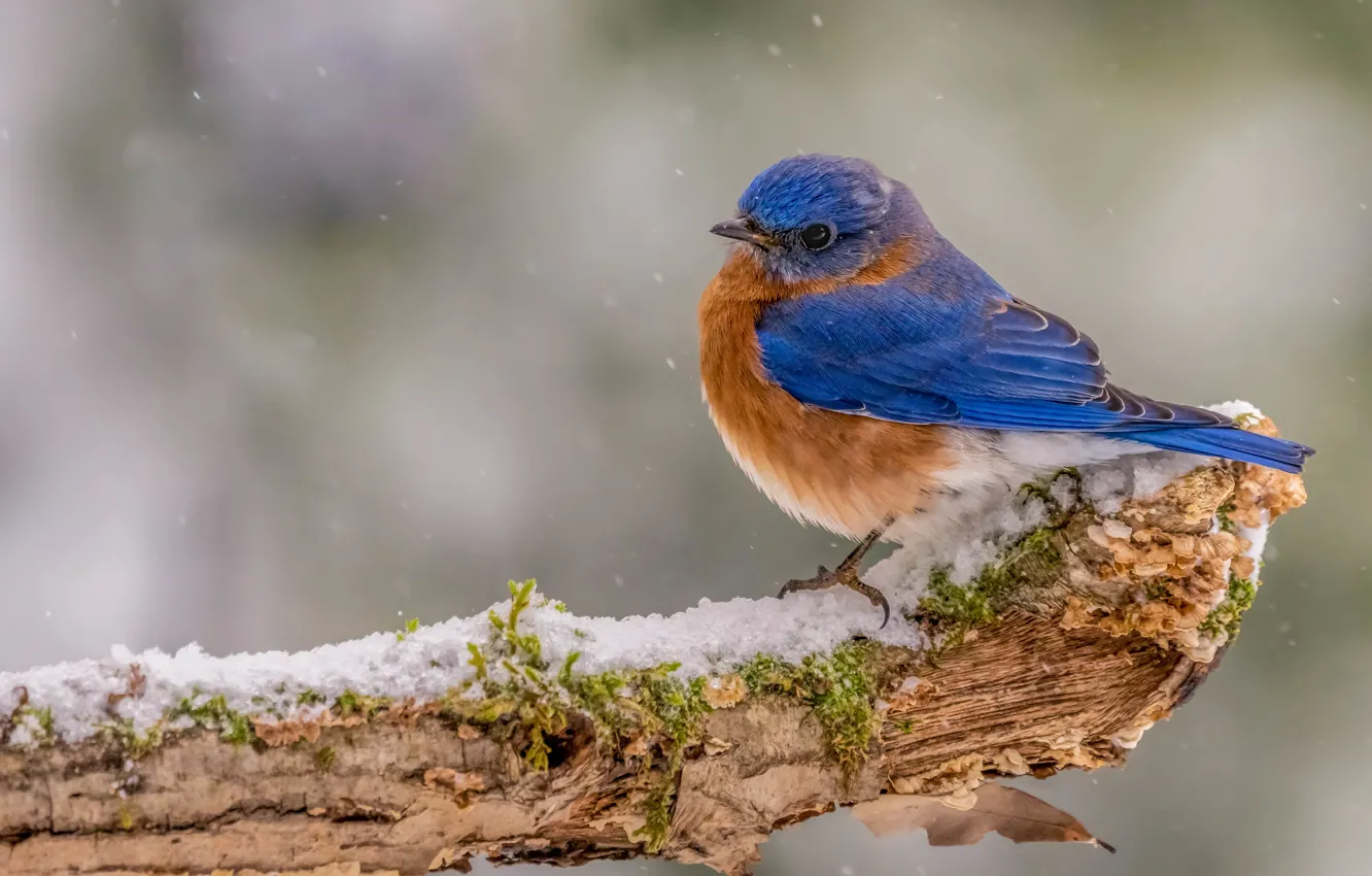 Photo wallpaper winter, snow, branches, background, bird, moss, snowfall, bitches