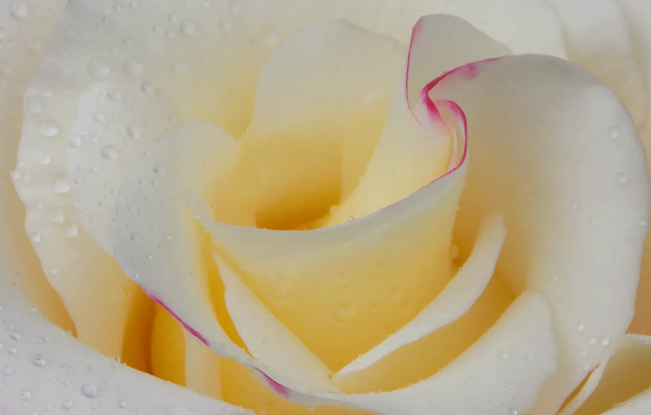 Photo wallpaper water, drops, Rosa, rose, petals