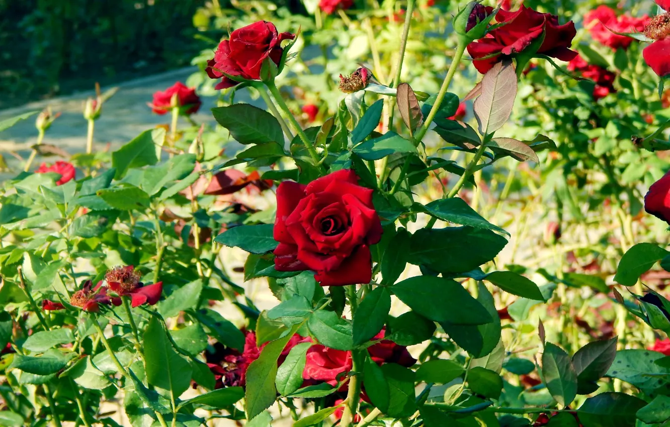 Photo wallpaper summer, red, Roses, Anapa, walnut grove, the rose Bush
