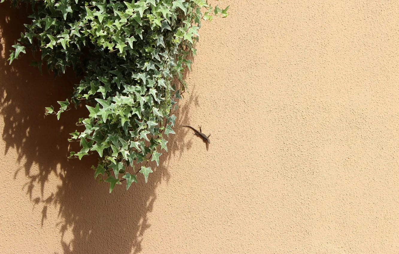 Photo wallpaper wall, lizard, ivy