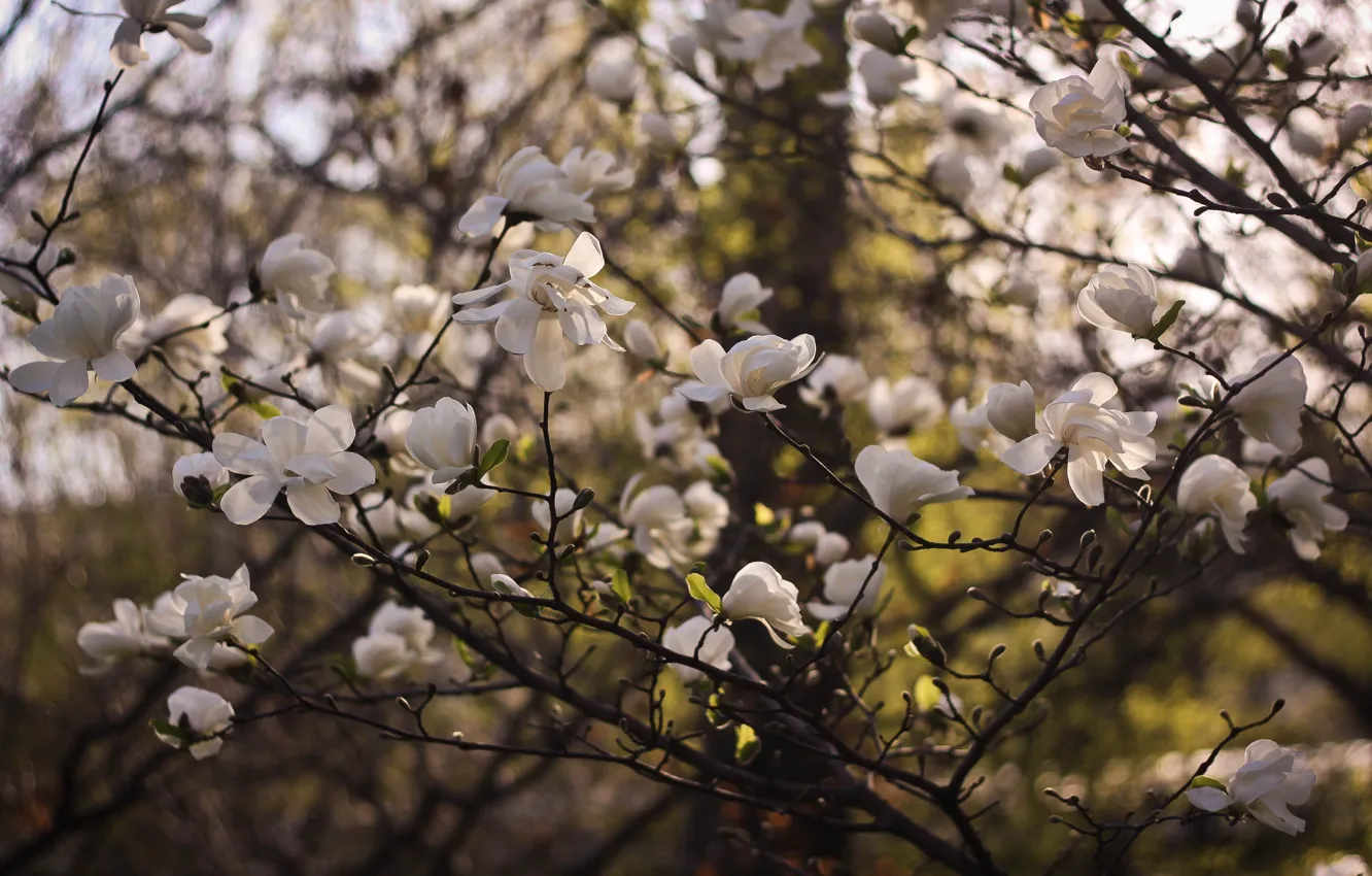Photo wallpaper the sun, flowers, spring, Magnolia