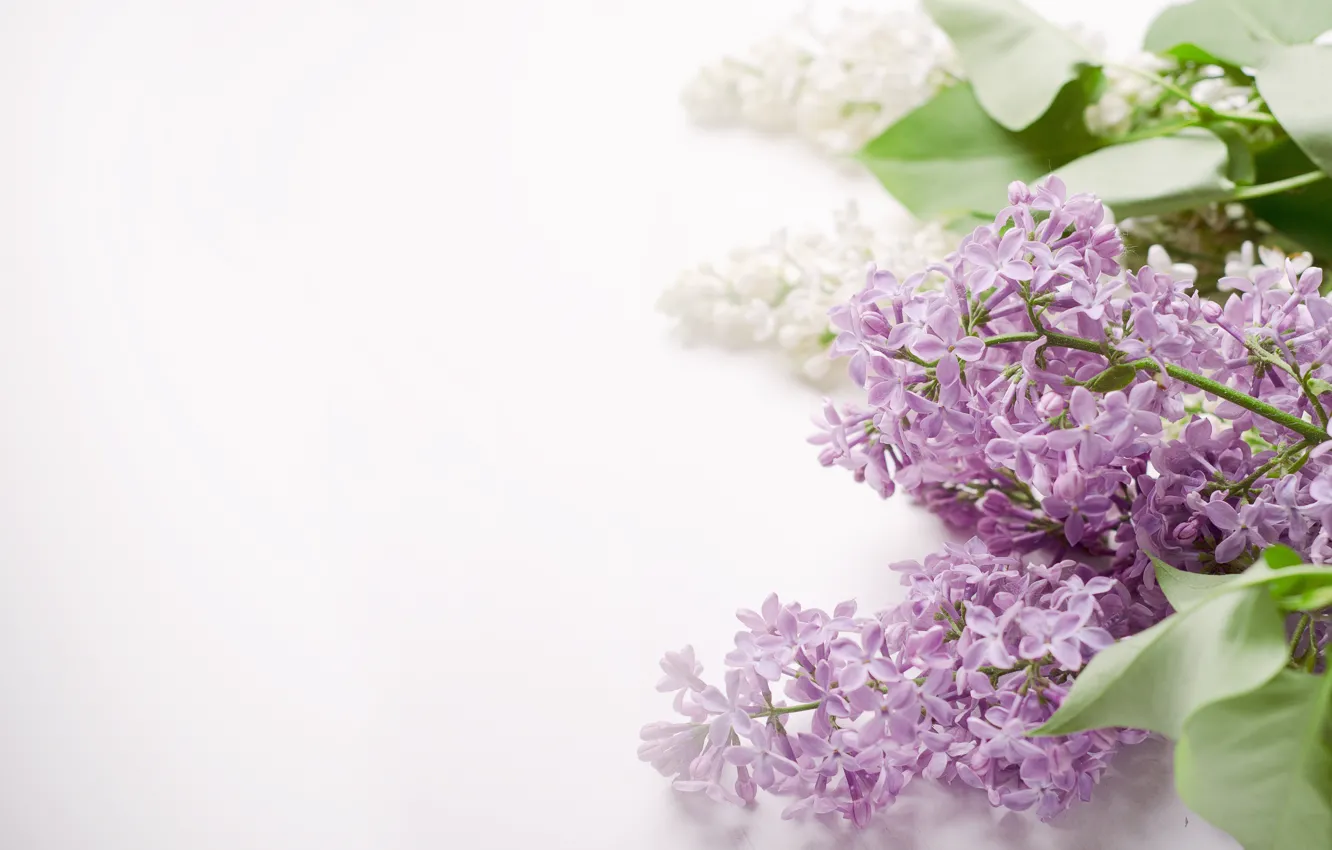 Photo wallpaper flowers, spring, lilac
