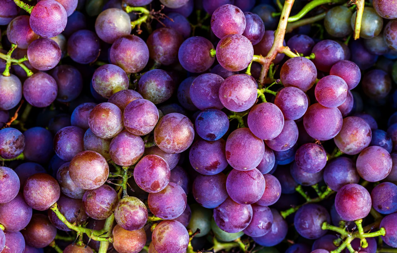 Wallpaper purple, macro, lilac, grapes, a lot, bunch of grapes images