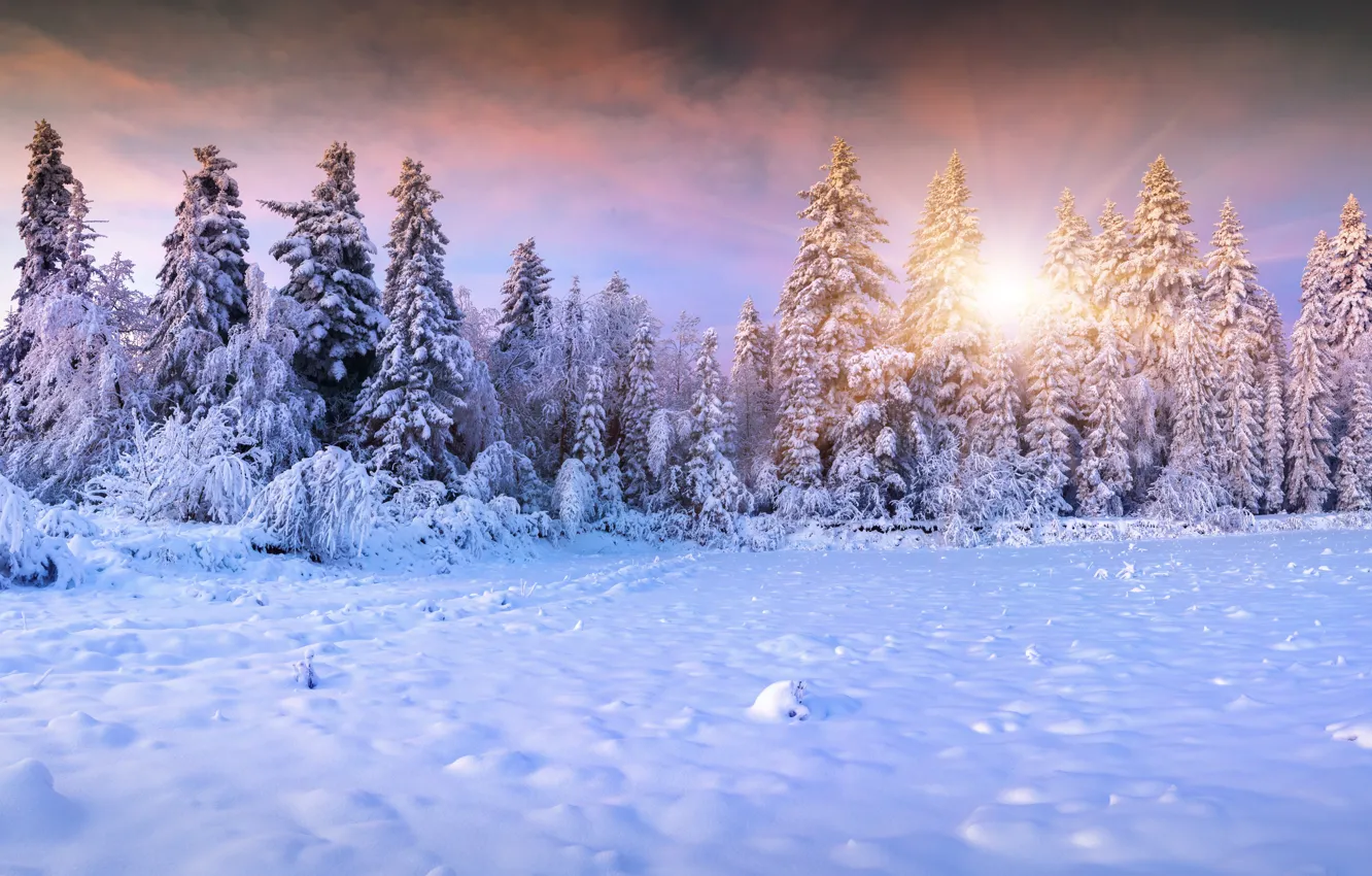 Photo wallpaper winter, the sun, snow, tree, landscape, winter, snow
