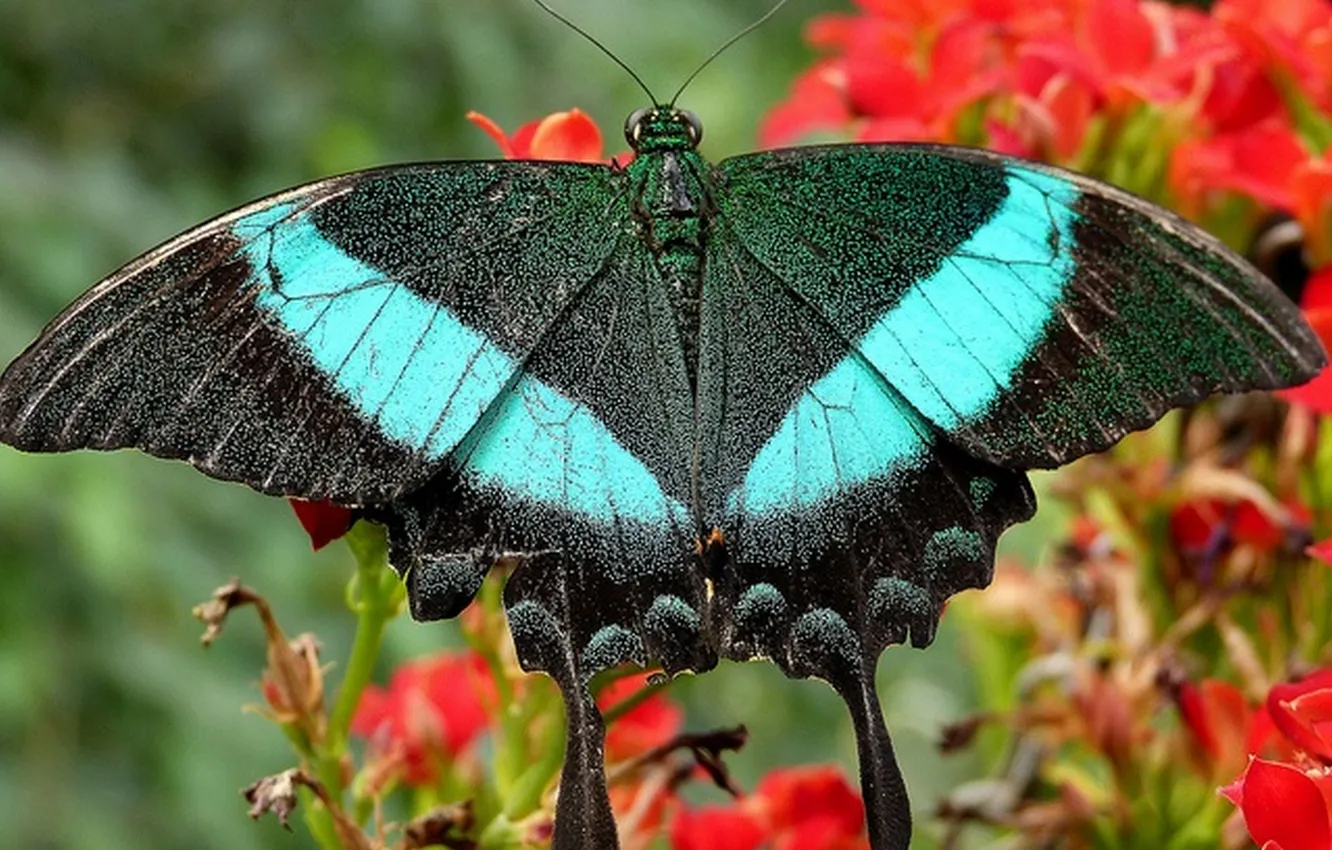 Photo wallpaper flowers, macro, butterfly, wings, beautiful, closeup