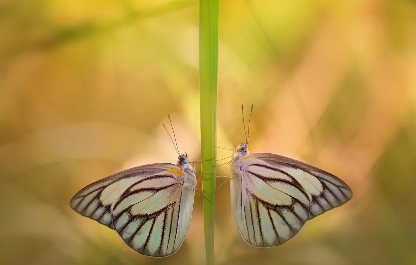 Photo wallpaper macro, butterfly, insect