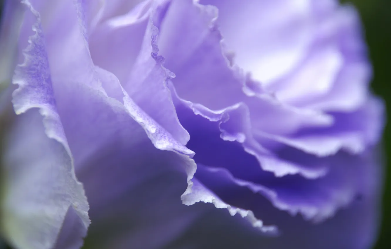 Photo wallpaper flowers, nature, petals