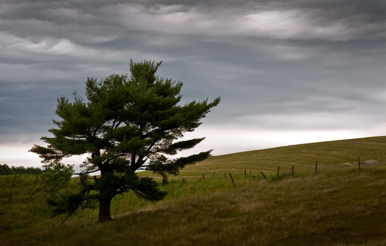 Photo wallpaper field, trees, landscape