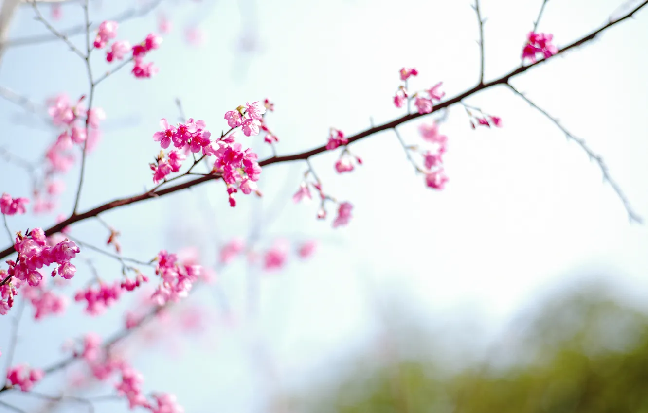 Photo wallpaper flower, sakura, spring