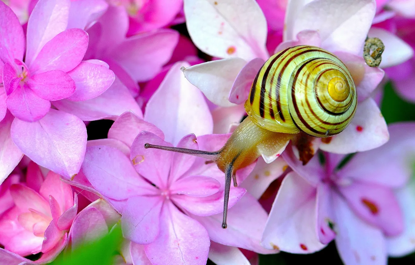 Photo wallpaper macro, flowers, snail, horns, hydrangea