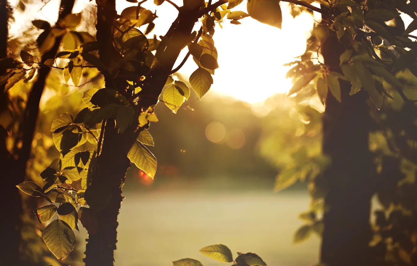 Photo wallpaper leaves, the sun, light, trees, sunset, branches, nature, the evening