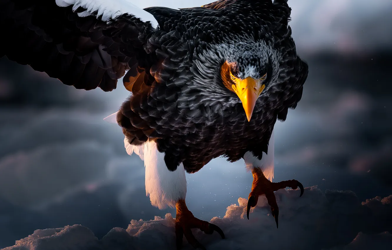 Photo wallpaper Eagle, feathers, majesty