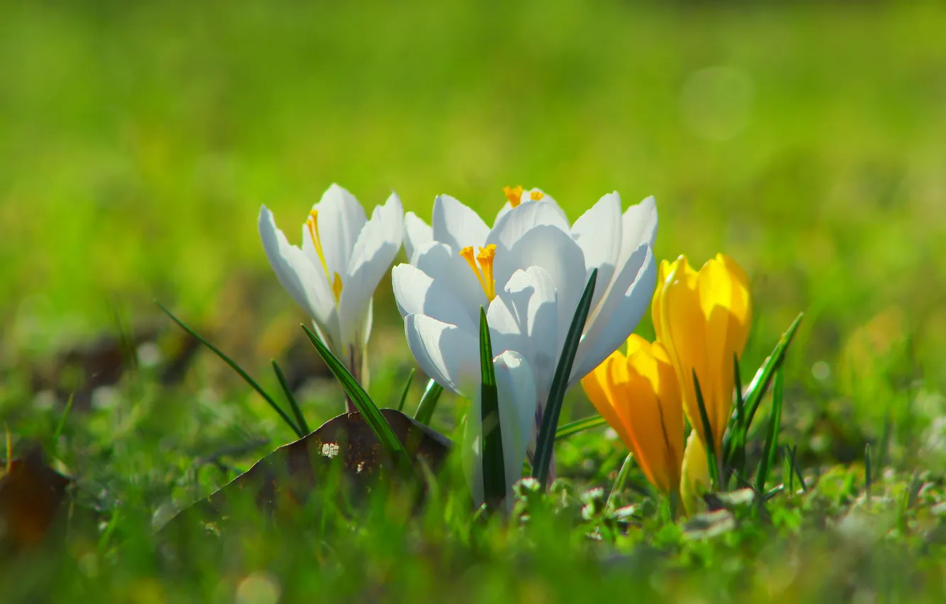 Photo wallpaper flower, spring, bloom, Crocus