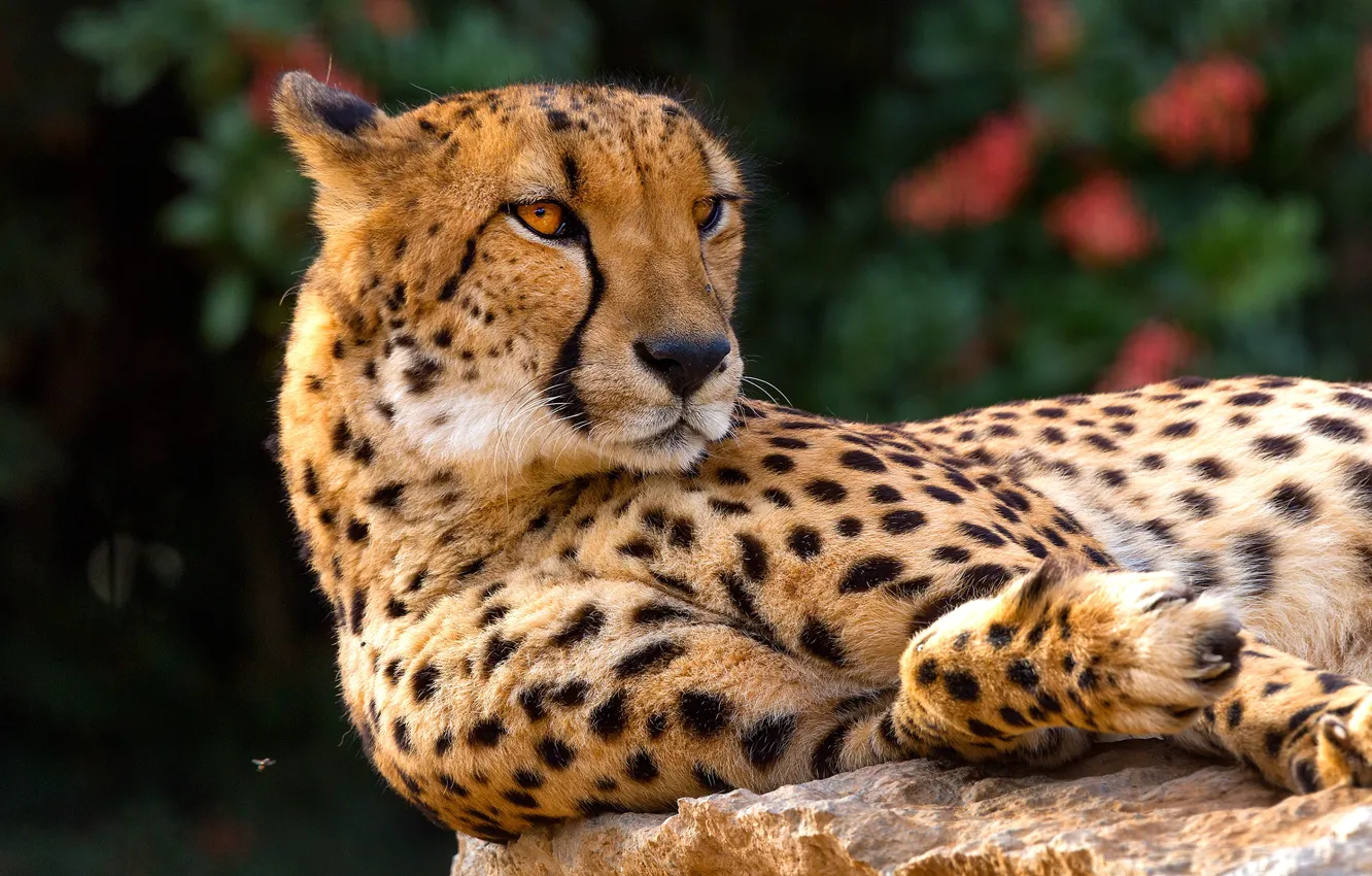 Photo wallpaper cat, look, face, background, Cheetah, lies, wild cats, wildlife