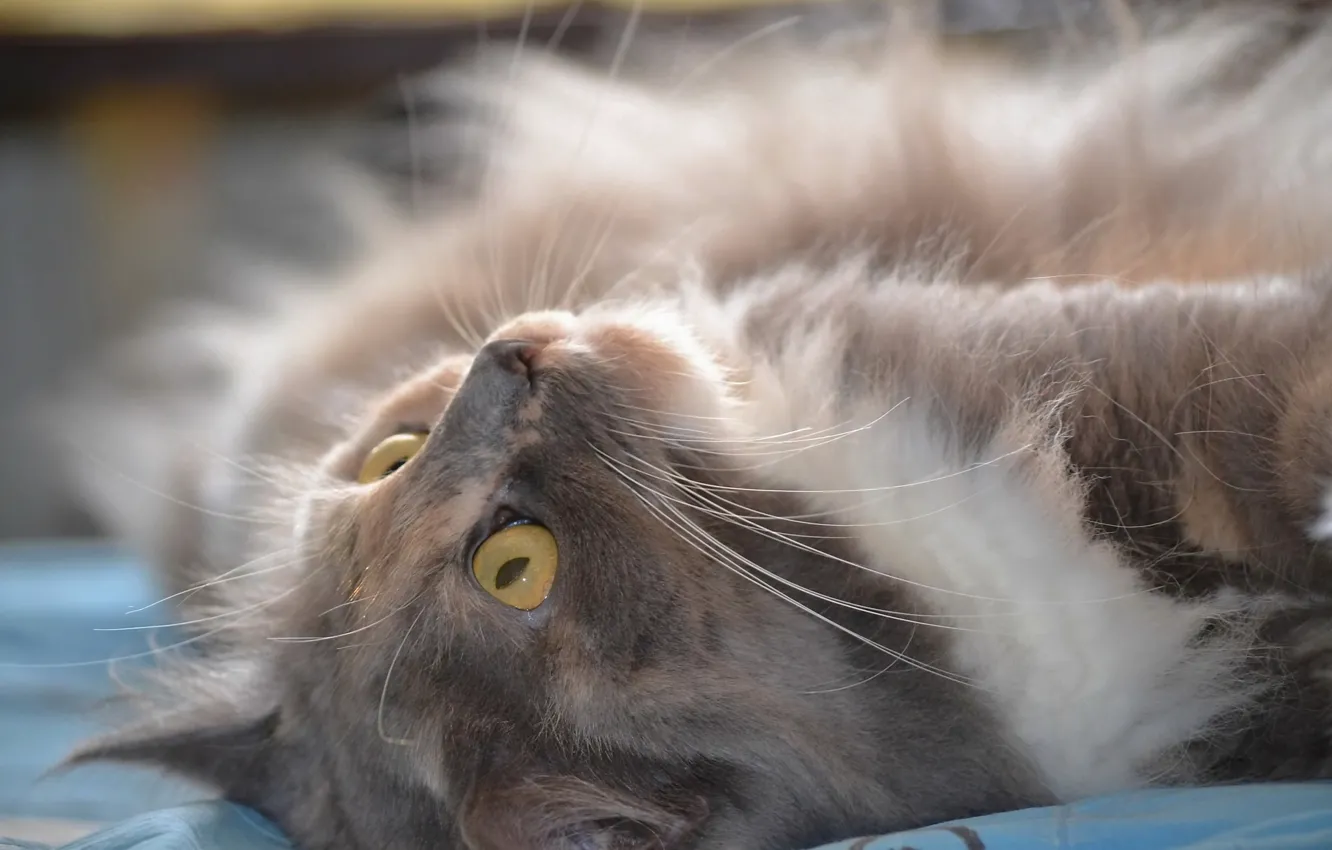 Photo wallpaper white, eyes, cat, grey